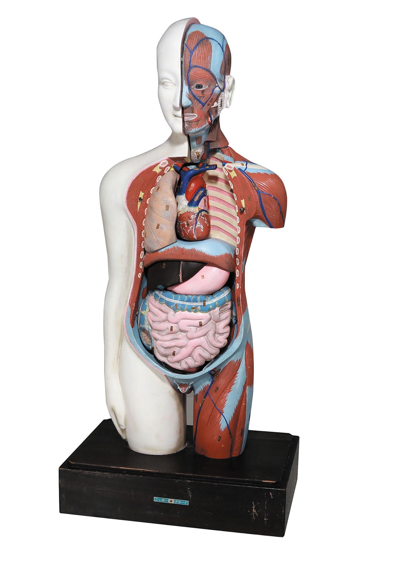 EDU TOYS▽human torso 人体模型パズル EDU TOYS▽human torso 人体模型パズル