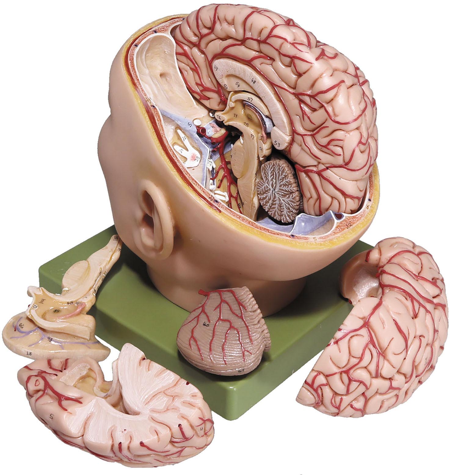 脳模型/人体模型/断面図おもちゃ/ぬいぐるみ