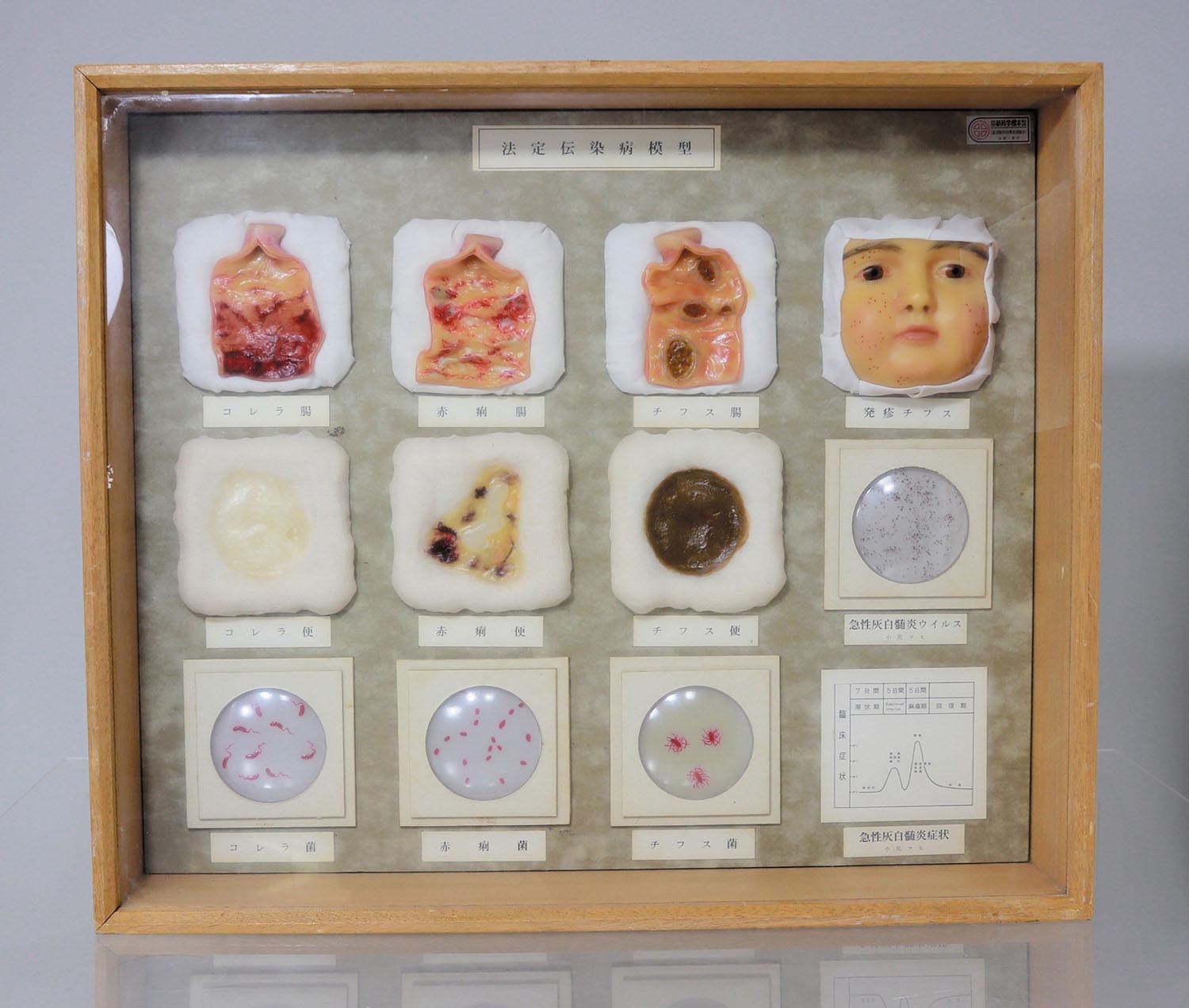 京都科学標本株式会社 法定伝染病模型