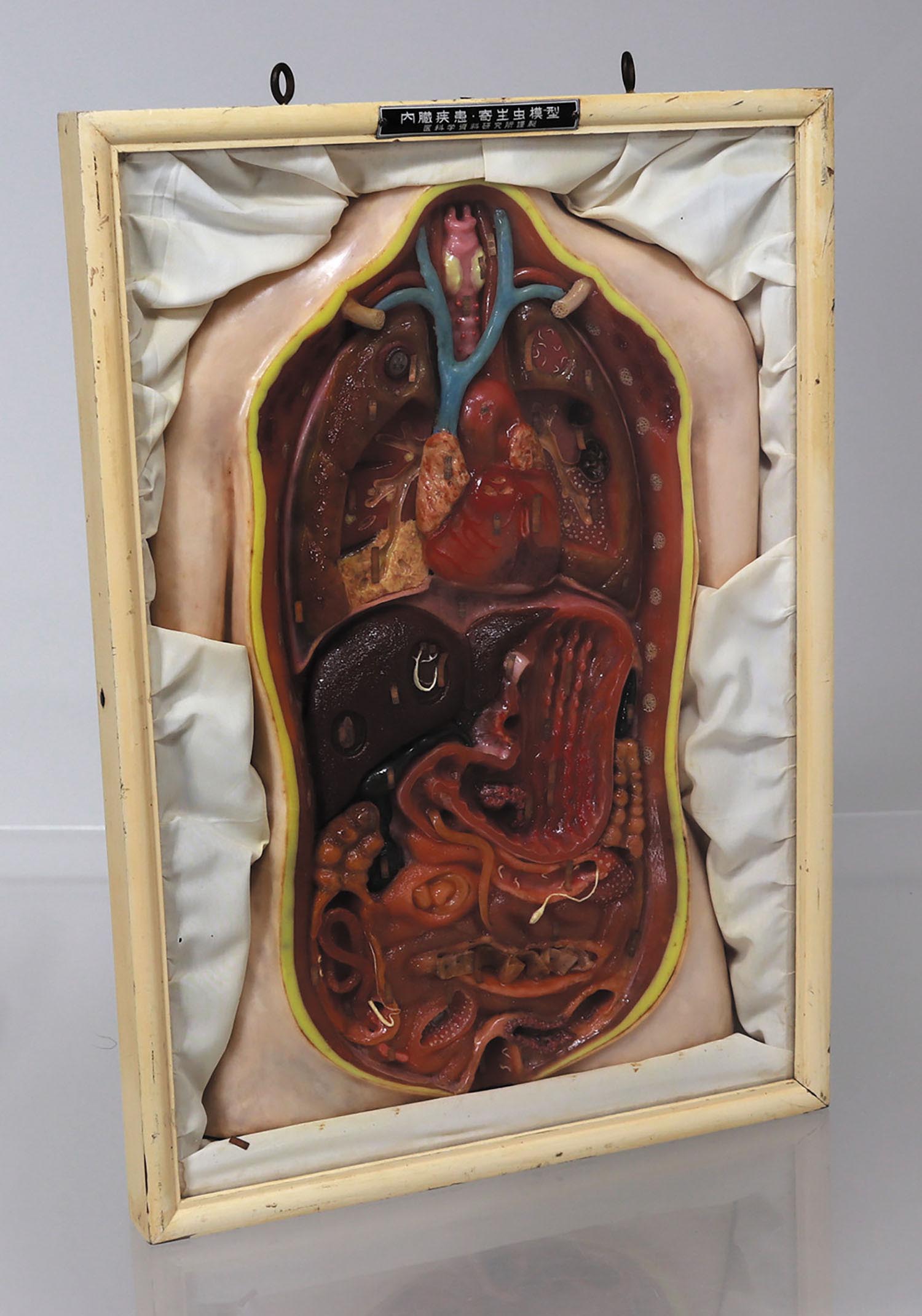 内臓疾患・寄生虫模型