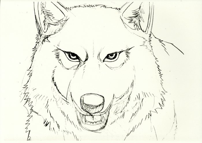 WOLF'S RAIN -ウルフズレイン- 原画コピー