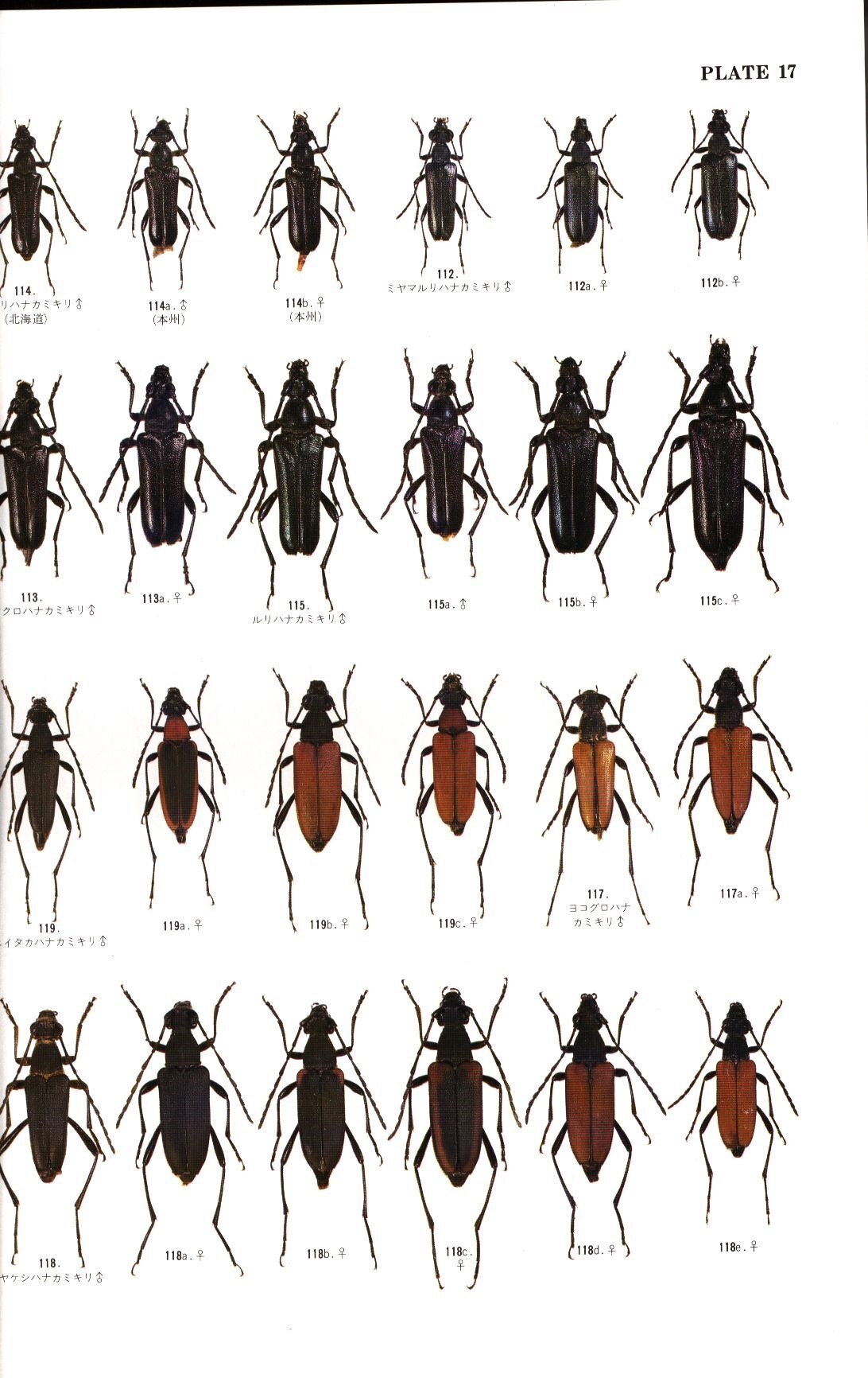 日本鞘翅目学会 復刻版日本産カミキリ大図鑑 | まんだらけ Mandarake