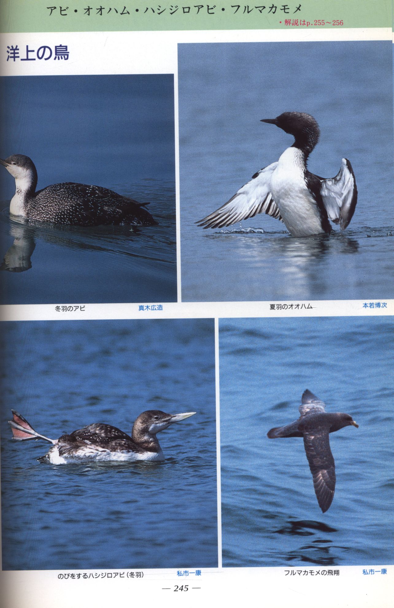 中村登流/中村雅彦 原色日本野鳥生態図鑑 <水鳥編> | まんだらけ Mandarake