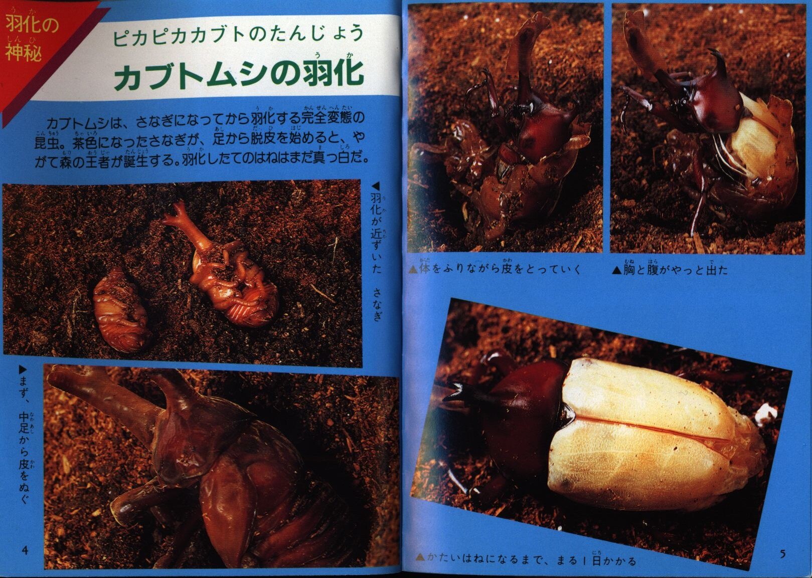 二見書房 フタミのなんでも大博士 昆虫のひみつ大図鑑 まんだらけ Mandarake