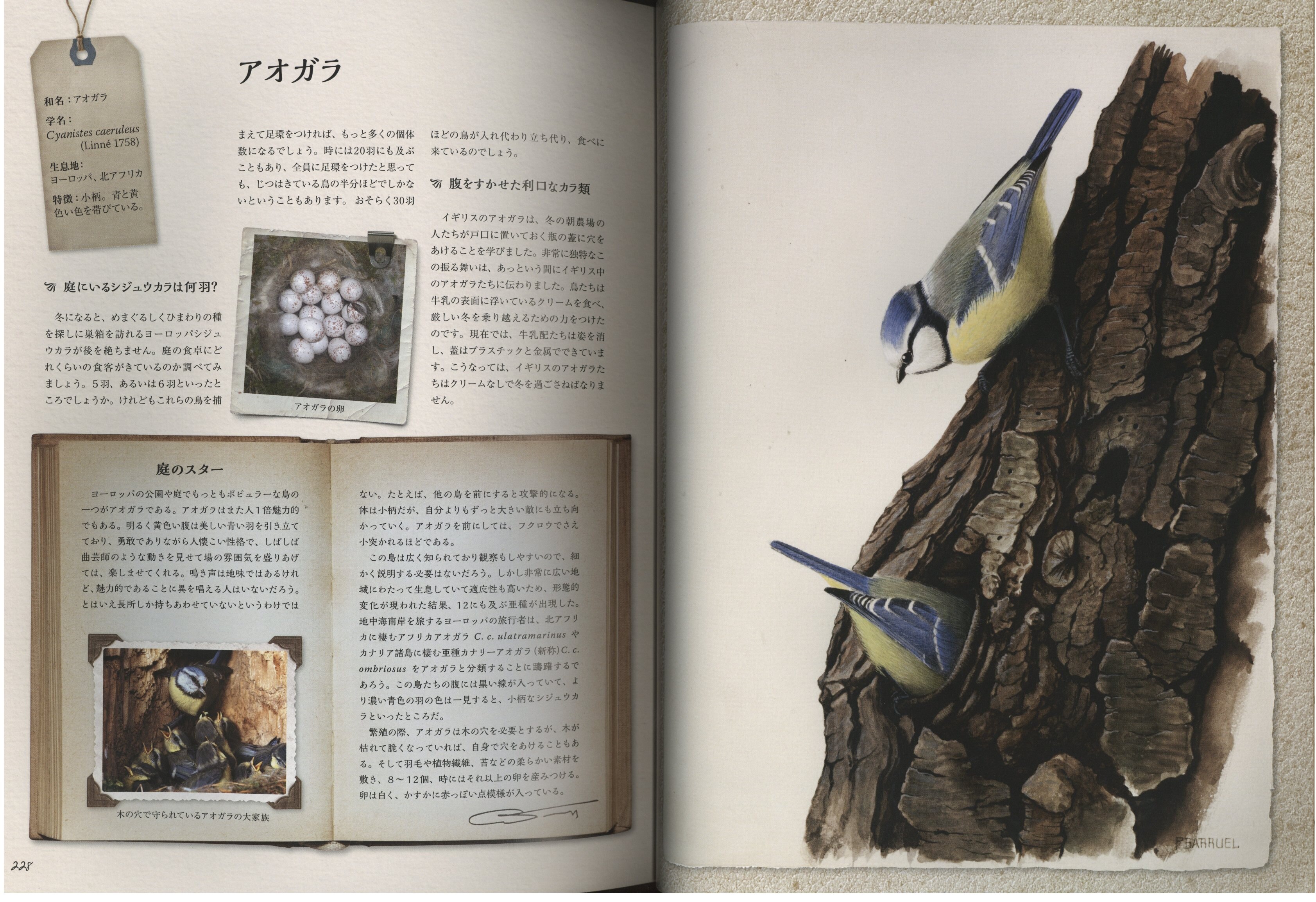ロベール=ダニエル・エチェコパル フランスの美しい鳥の絵図鑑