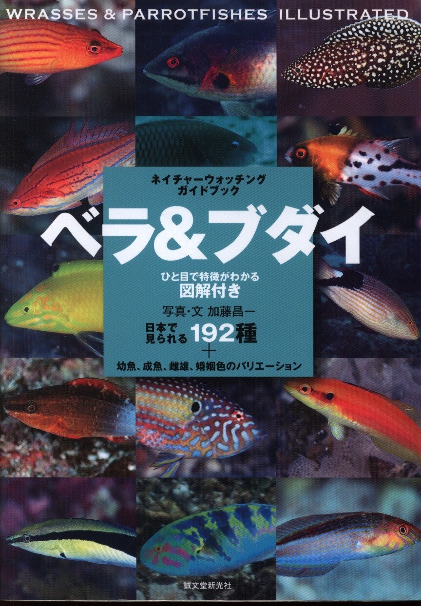 ベラ ブダイ まんだらけ Mandarake