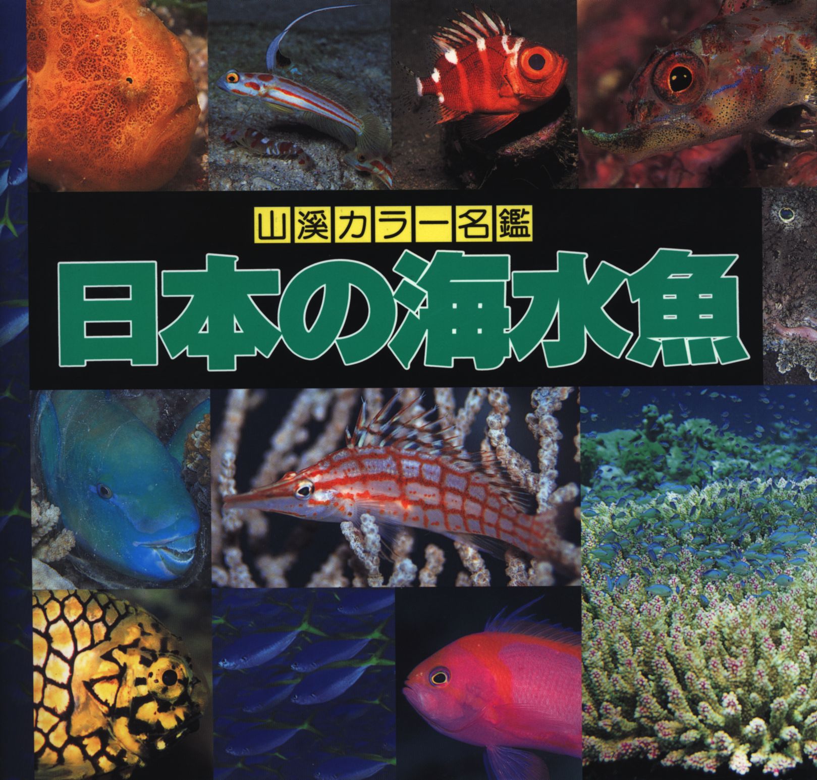 山と渓谷社 山渓カラー名鑑 日本の海水魚 まんだらけ Mandarake