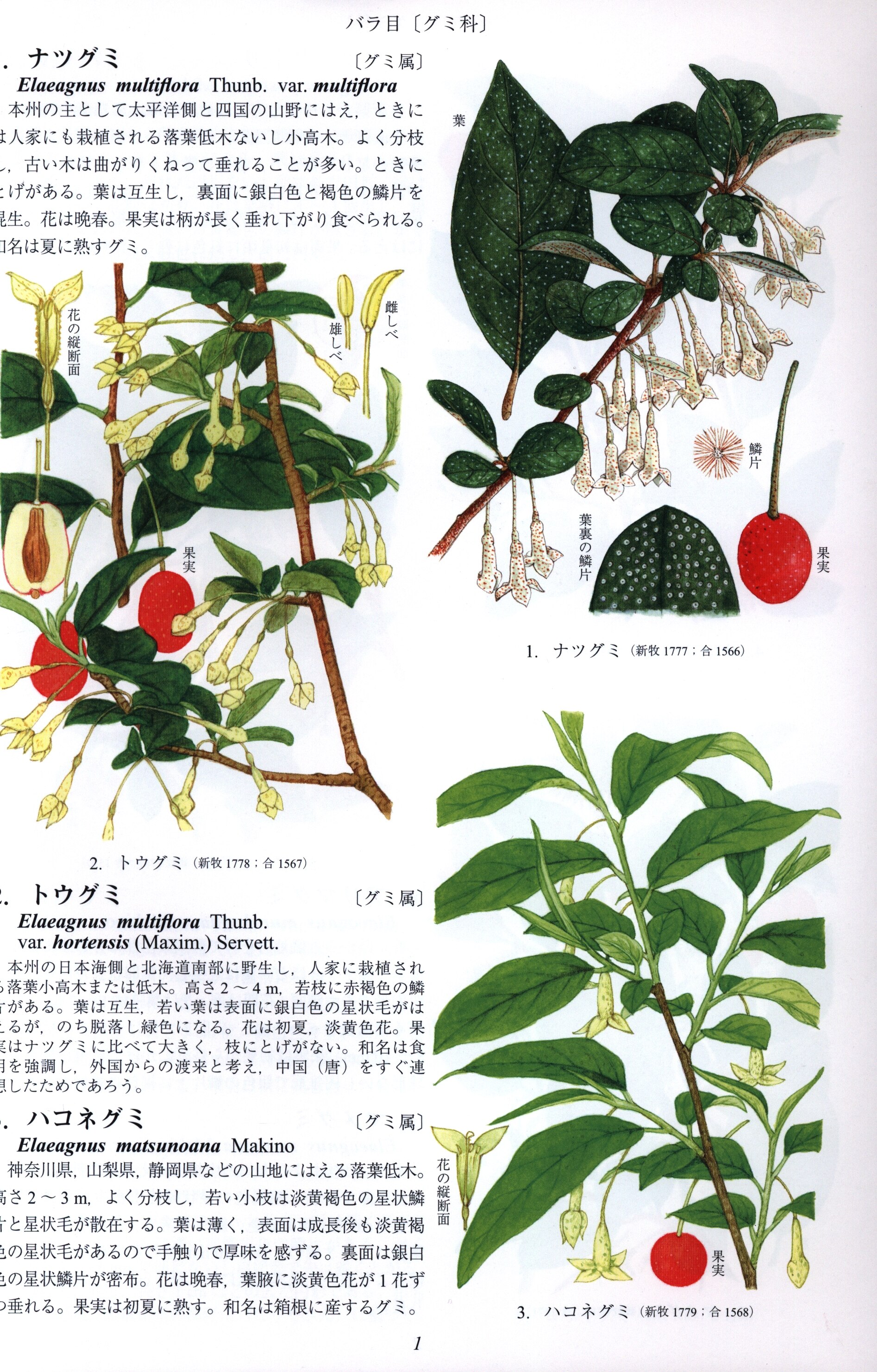 APG原色牧野植物大図鑑2 グミ科-セリ科 | まんだらけ Mandarake