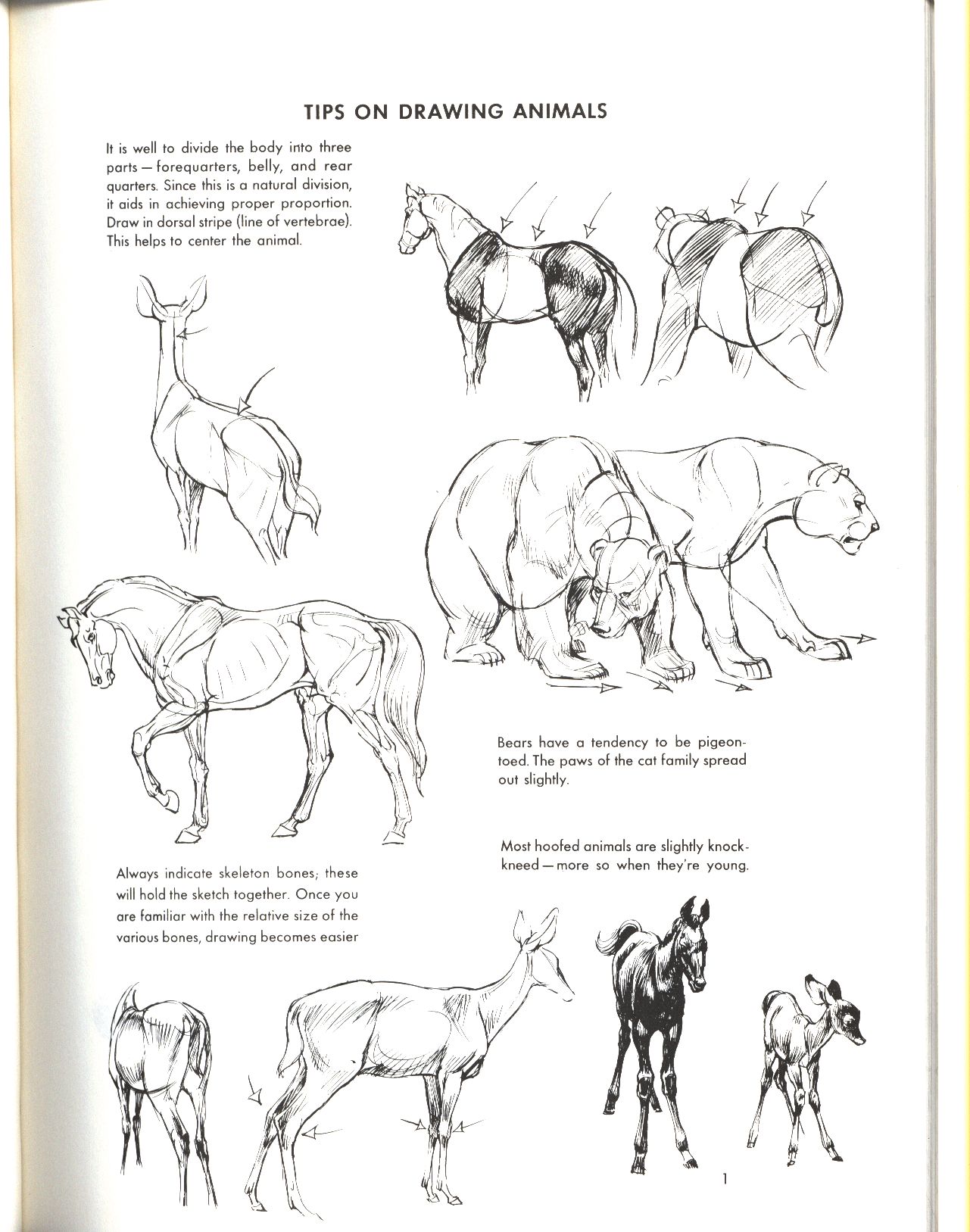 Publications Ken Hultgren The Art of Animal Drawing まんだらけ Mandarake