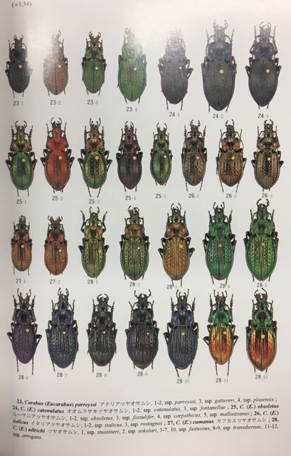 月刊むし昆虫大図鑑シリーズ2 世界のオサムシ大図鑑 | まんだらけ