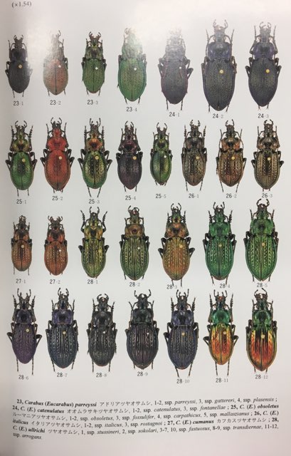 月刊むし昆虫大図鑑シリーズ2 世界のオサムシ大図鑑 | まんだらけ ...