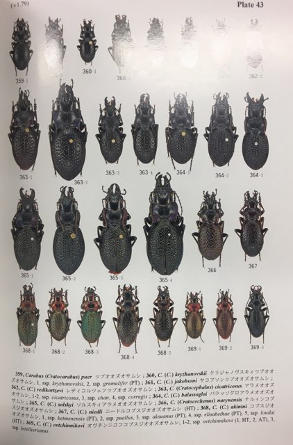 月刊むし昆虫大図鑑シリーズ2 世界のオサムシ大図鑑 | まんだらけ