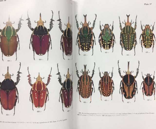 むし社 月刊むし昆虫大図鑑シリーズ3 世界のハナムグリ大図鑑