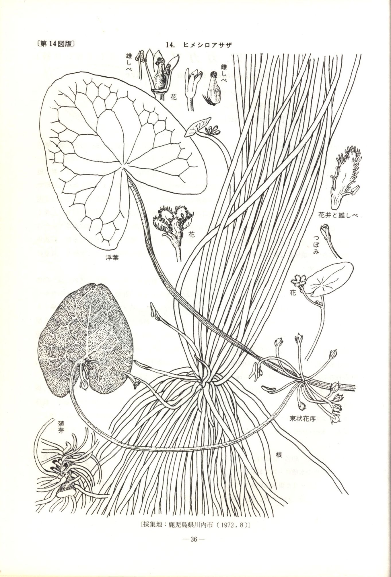 トップ100水生植物 図鑑 最高の花の画像 トップ100水生植物 図鑑 最高の花の画像