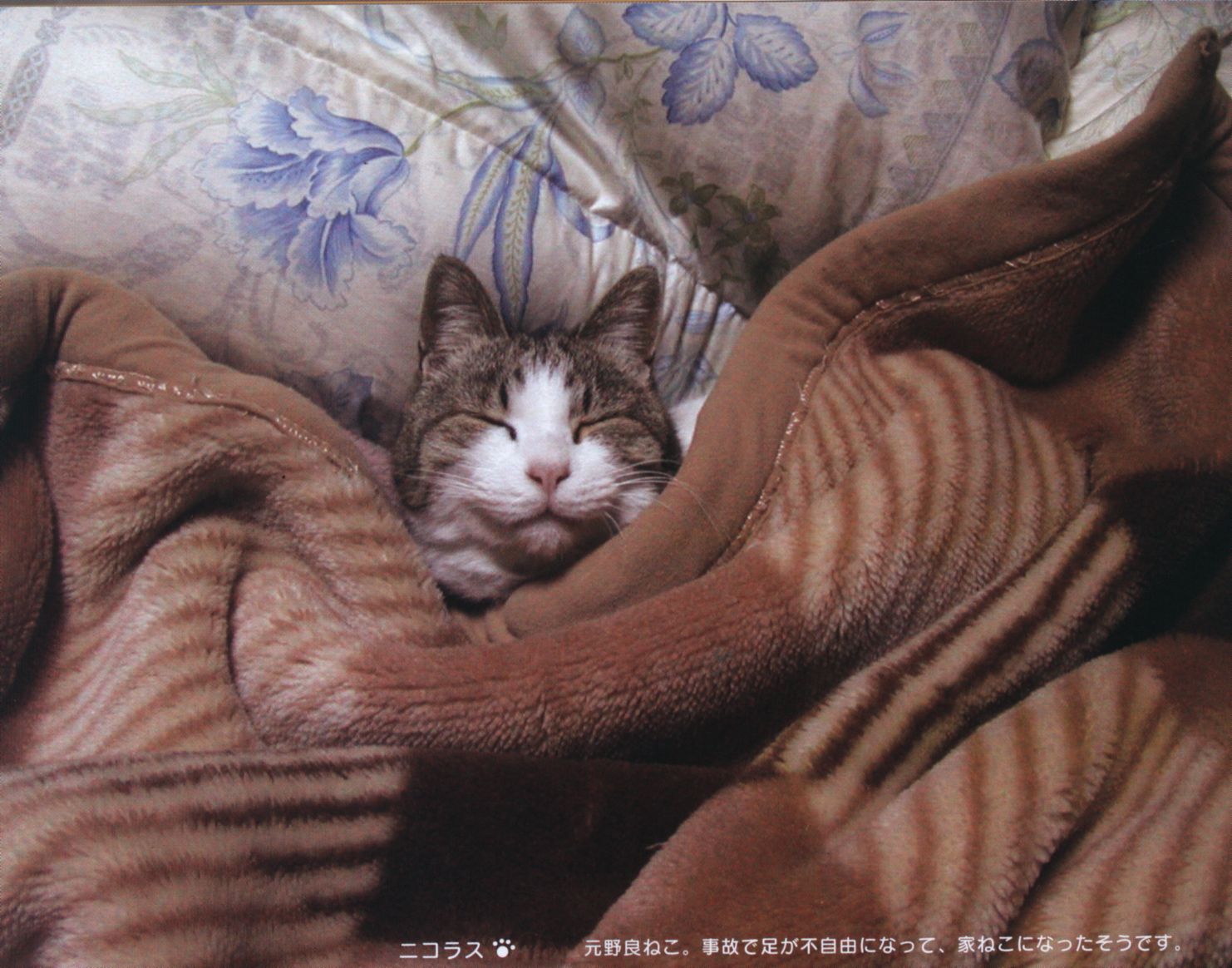 Mandarake 0655 Oreneko The Editors Of E Tele 0655 I Cat Book I With Cat Dvd