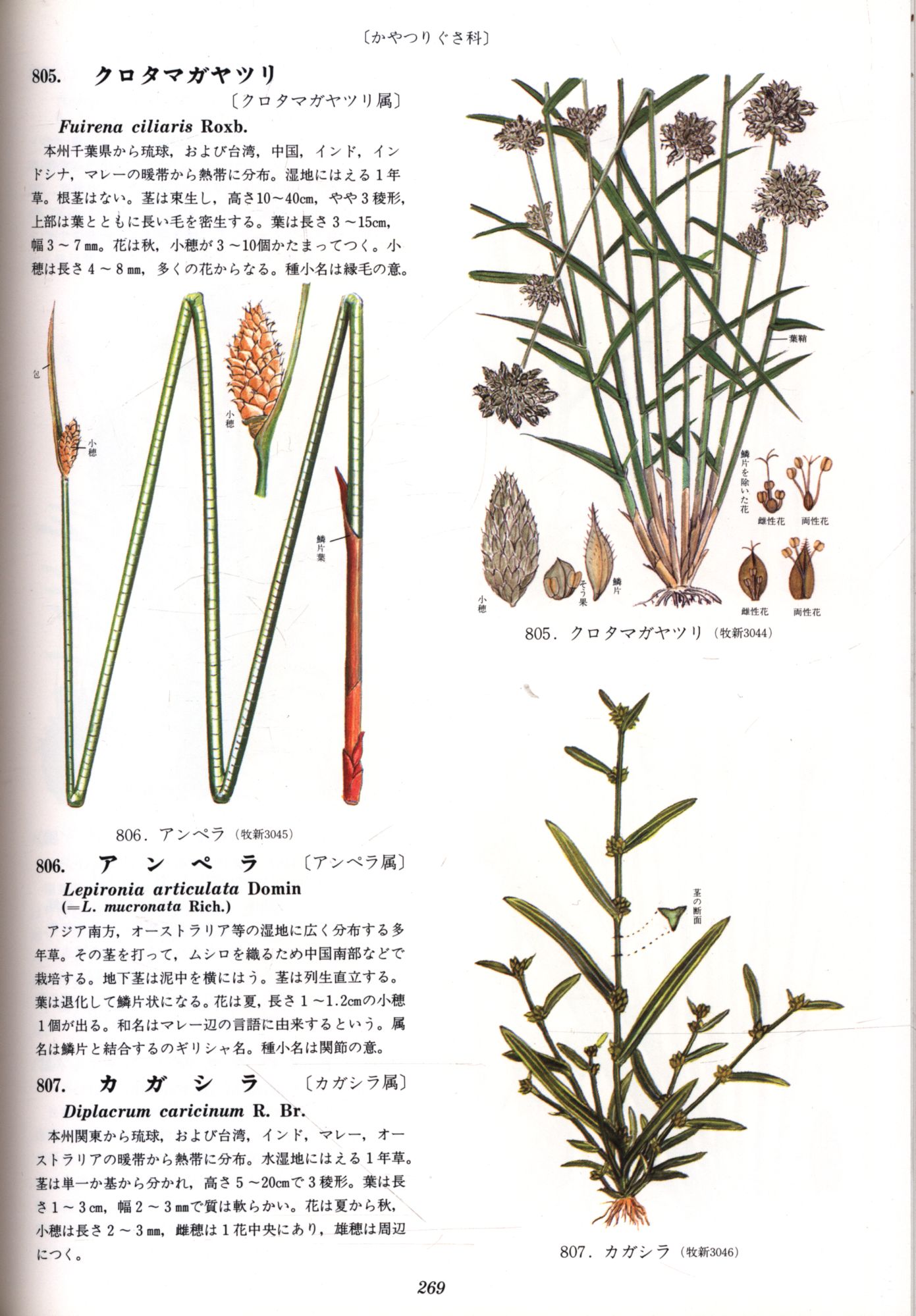 原色牧野植物大図鑑 続編 まんだらけ Mandarake 原色牧野植物大図鑑 続編 まんだらけ Mandarake