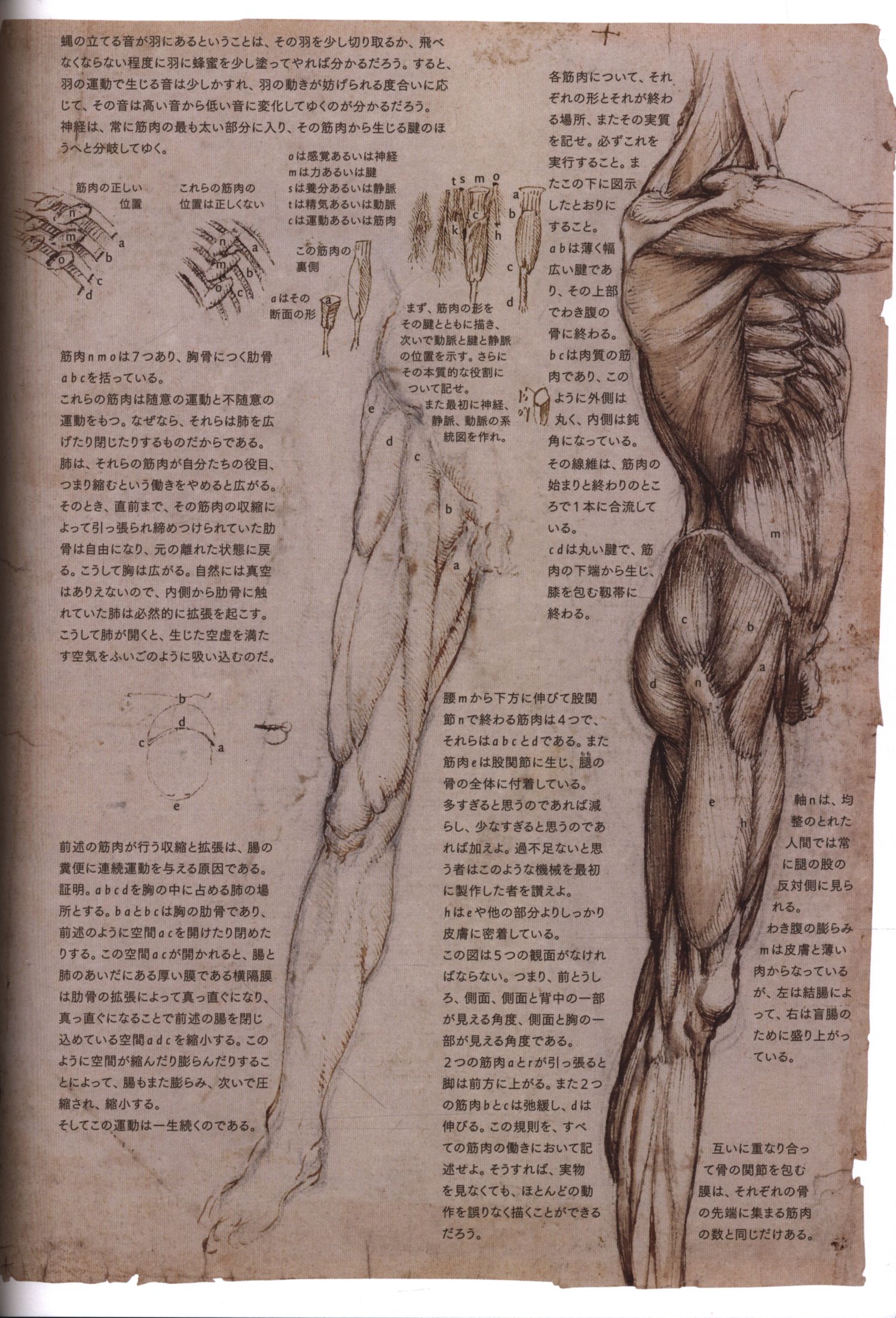 マーティン クレイトン ロン フィロ レオナルド ダ ヴィンチの 解剖手稿a まんだらけ Mandarake
