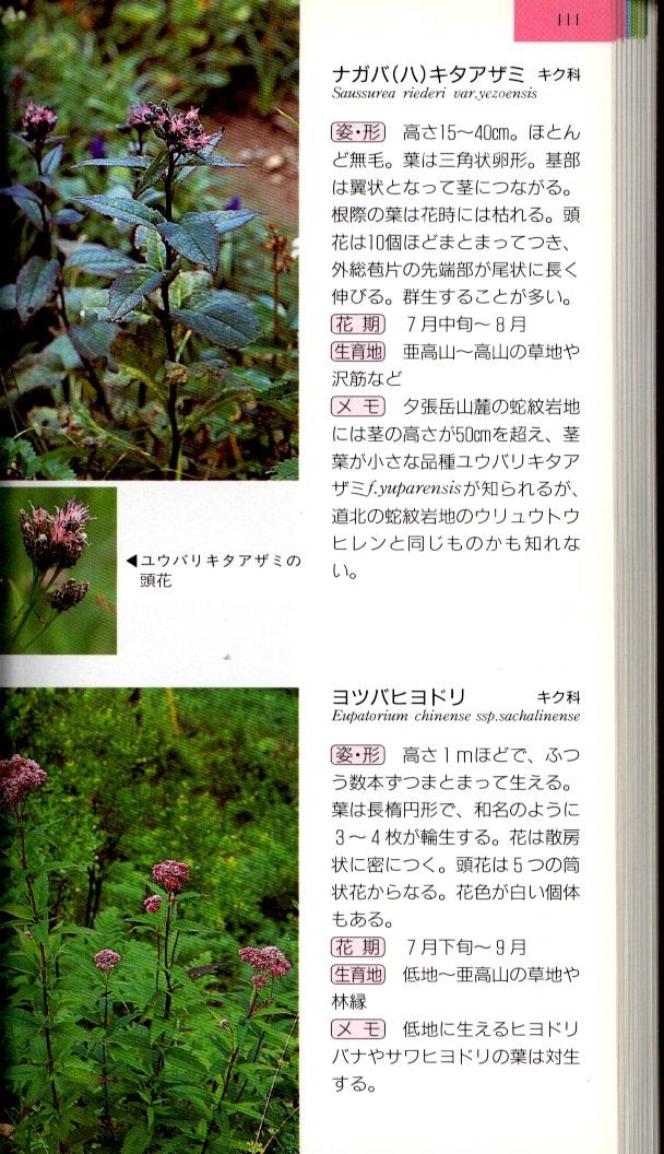 梅沢俊 北海道 山の花図鑑 夕張山地 日高山脈 まんだらけ Mandarake