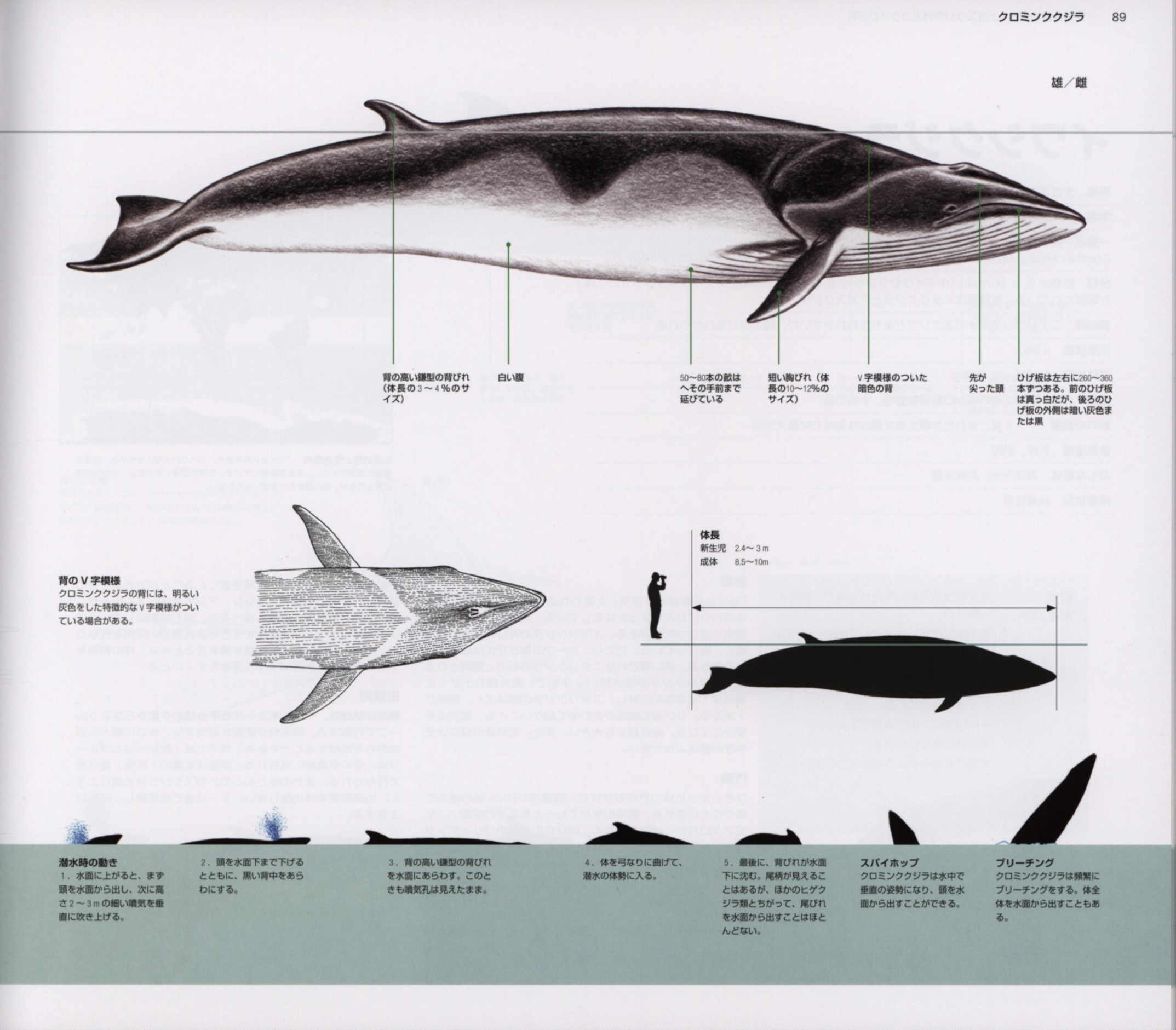 まんだらけ通販 アナリサ ベルタ 世界のクジラ イルカ百科図鑑 Sahraからの出品