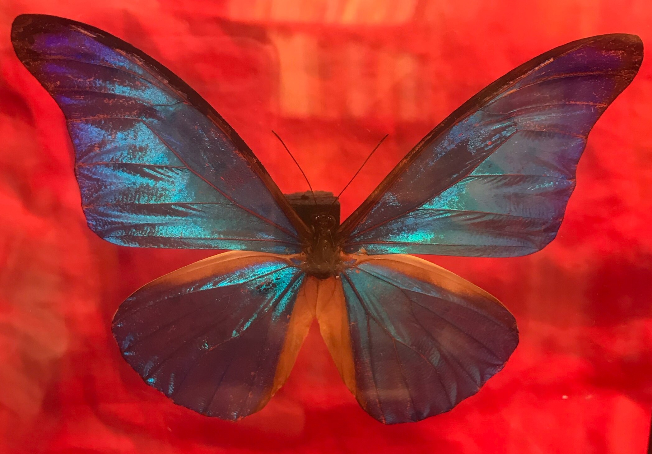 specimenofbutterflymorphobutterfly