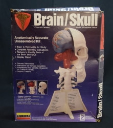 Anatomically Accurate Unassembled Plastic Kit